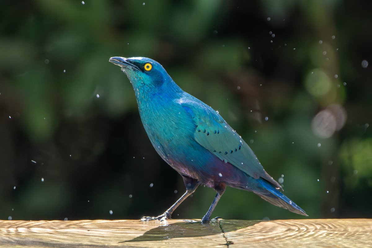 Greater Blue-eared Starling - ML628976018