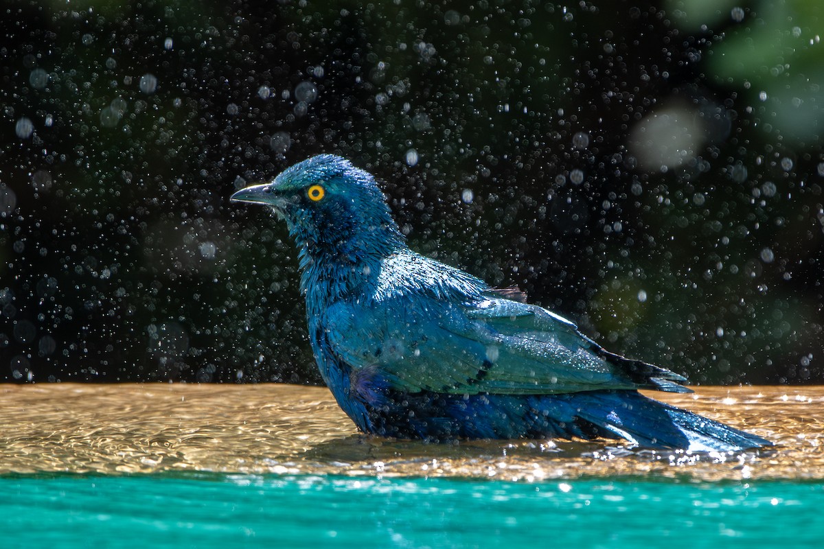 Greater Blue-eared Starling - ML628976019