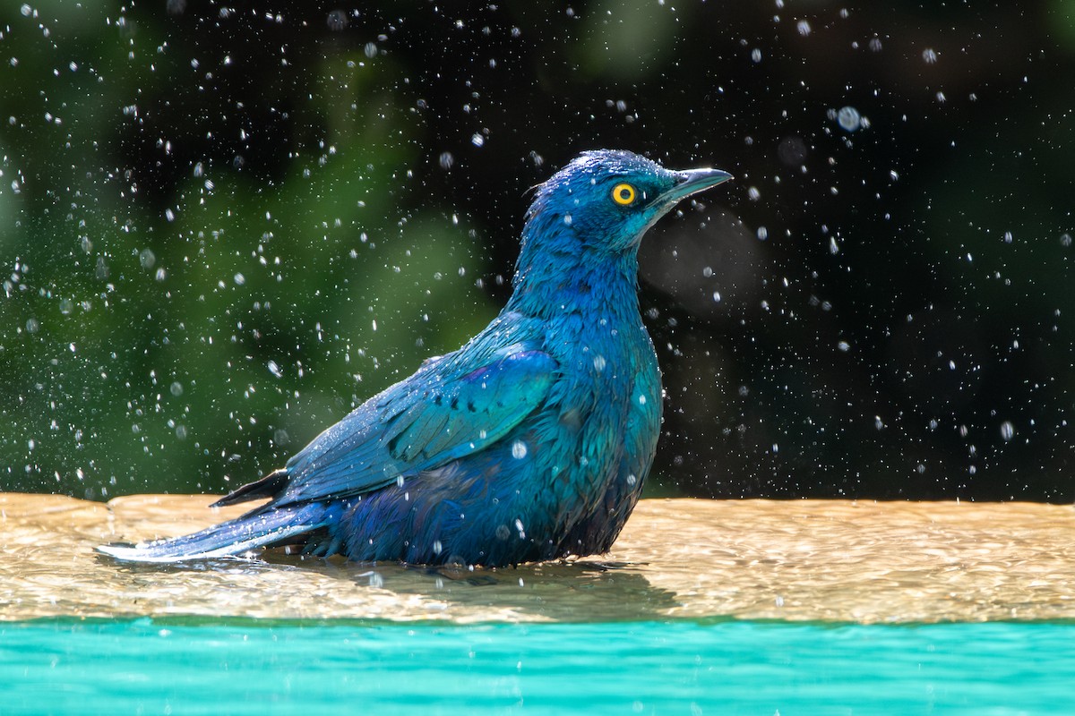 Greater Blue-eared Starling - ML628976020