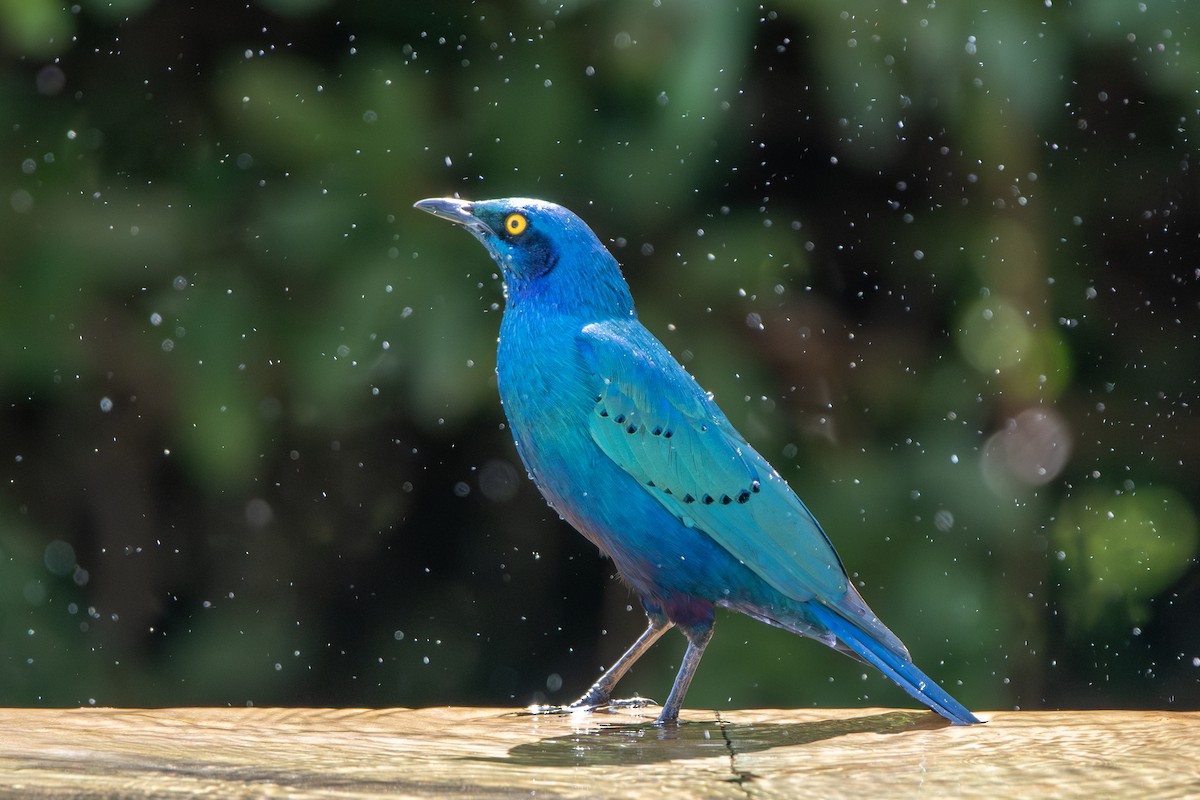 Greater Blue-eared Starling - ML628976021