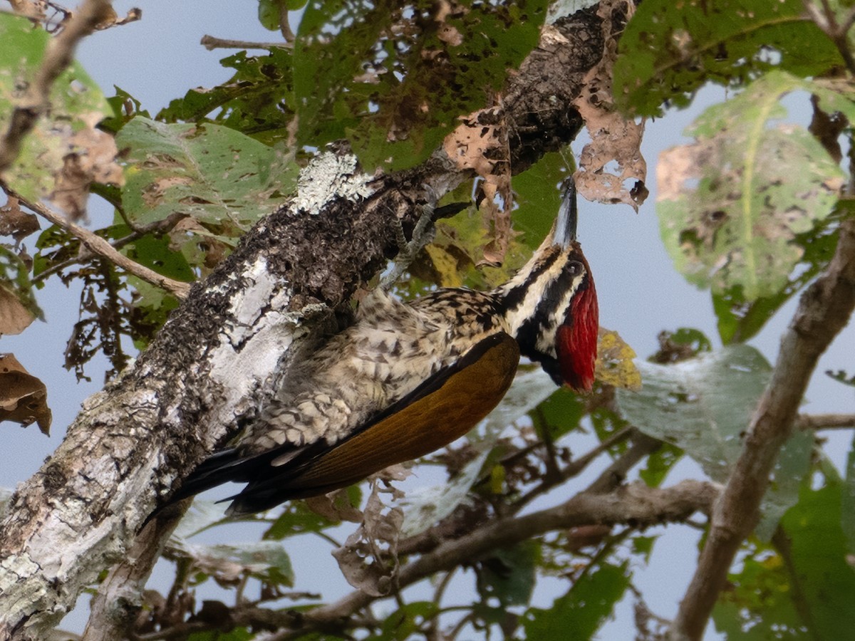 Common Flameback - ML628976225