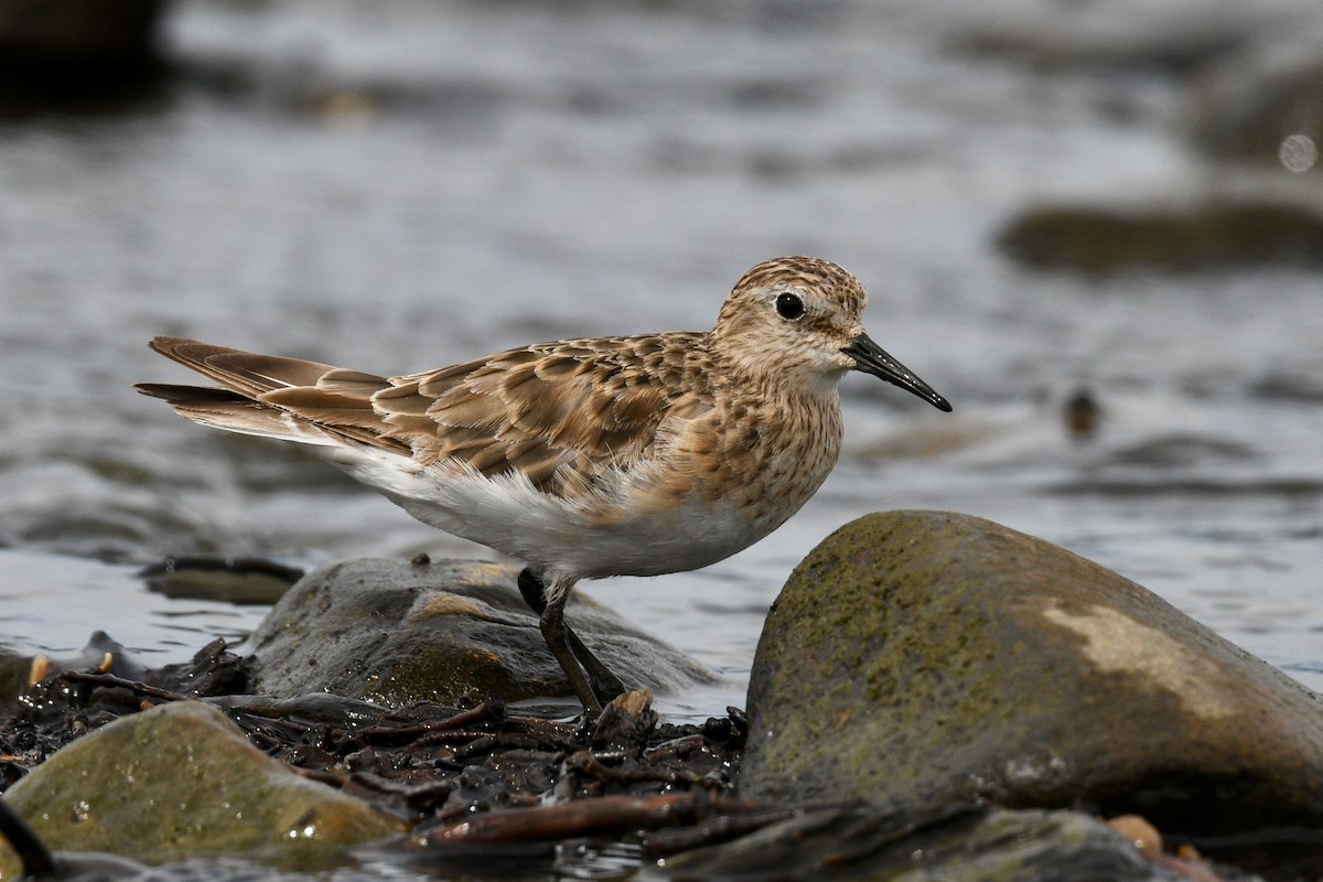 Baird's Sandpiper - ML628976346