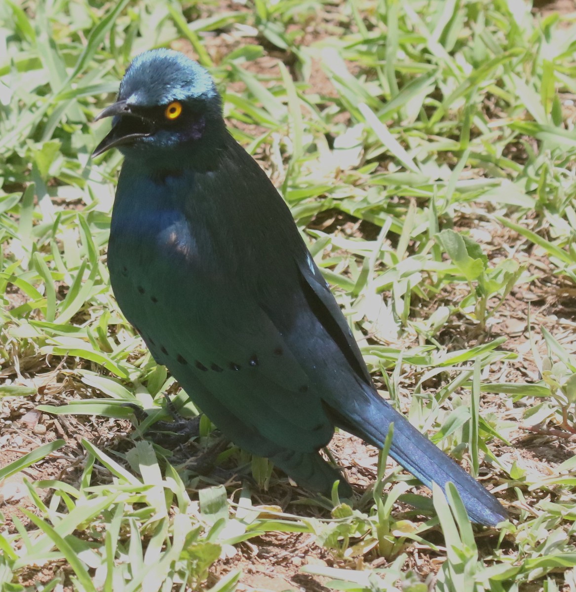 Greater Blue-eared Starling - ML628976383