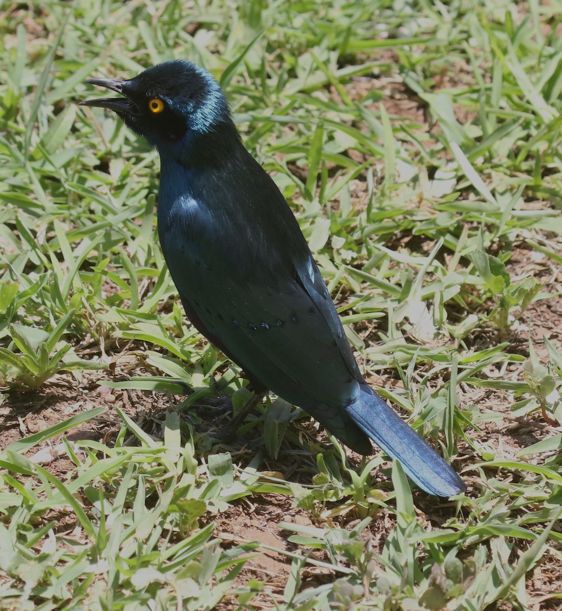 Greater Blue-eared Starling - ML628976384