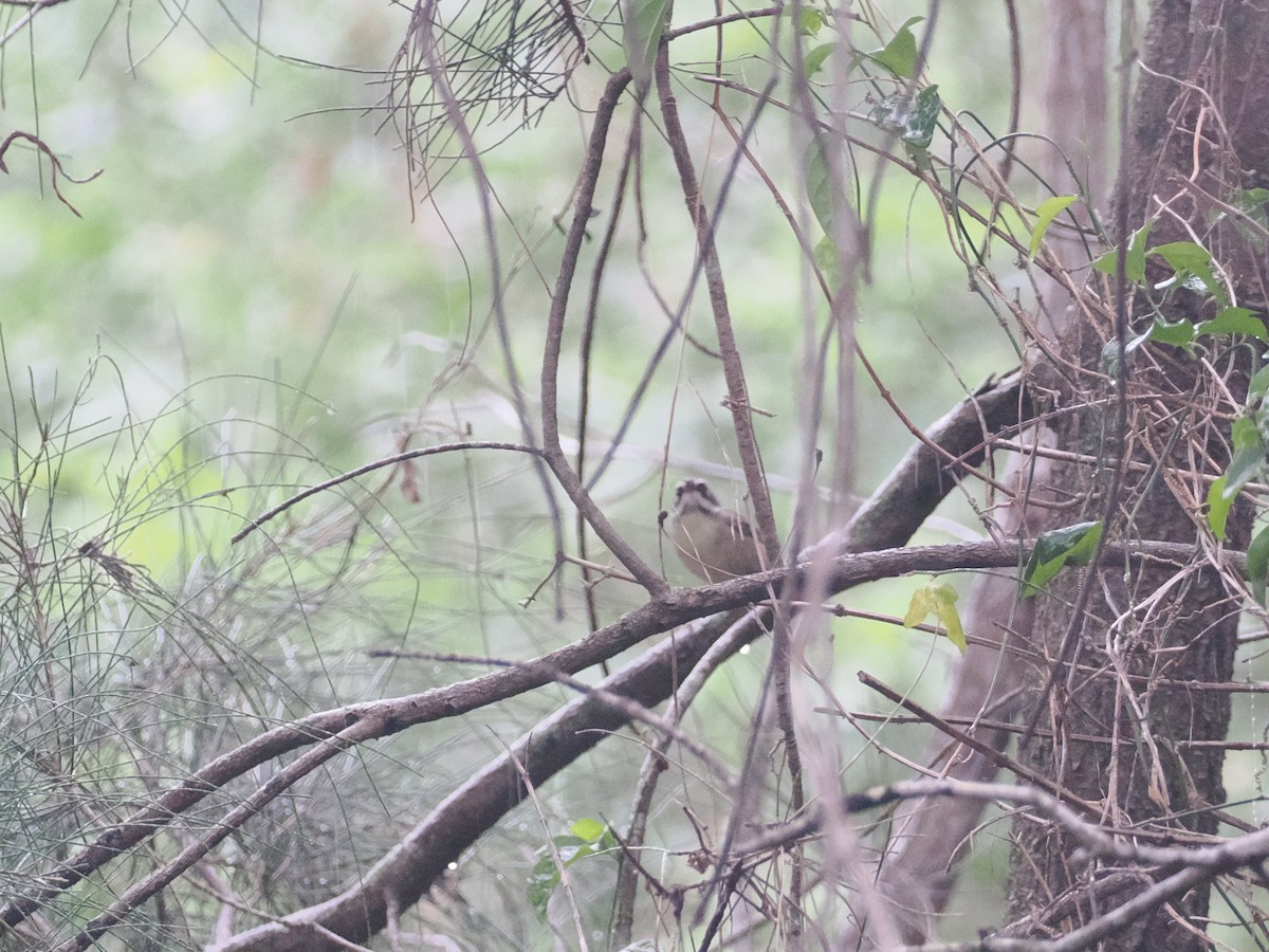 White-browed Scrubwren - ML628976447