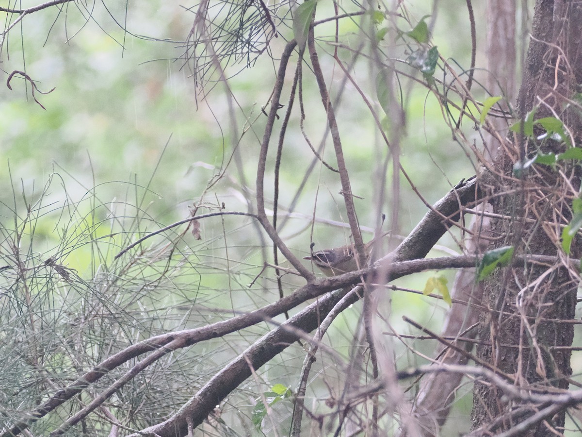 White-browed Scrubwren - ML628976448