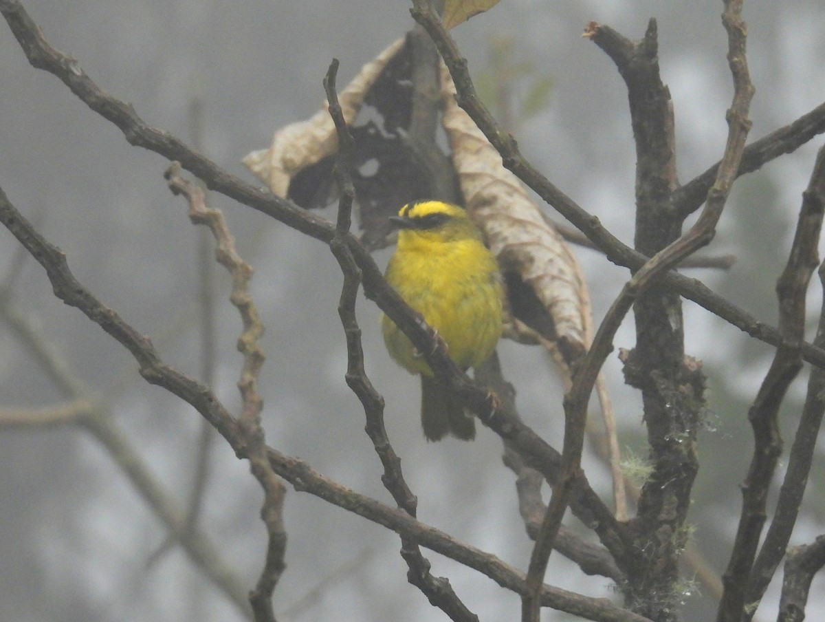 Citrine Warbler (Bolivian) - ML628976513