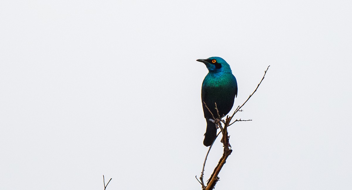 Greater Blue-eared Starling - ML628976531