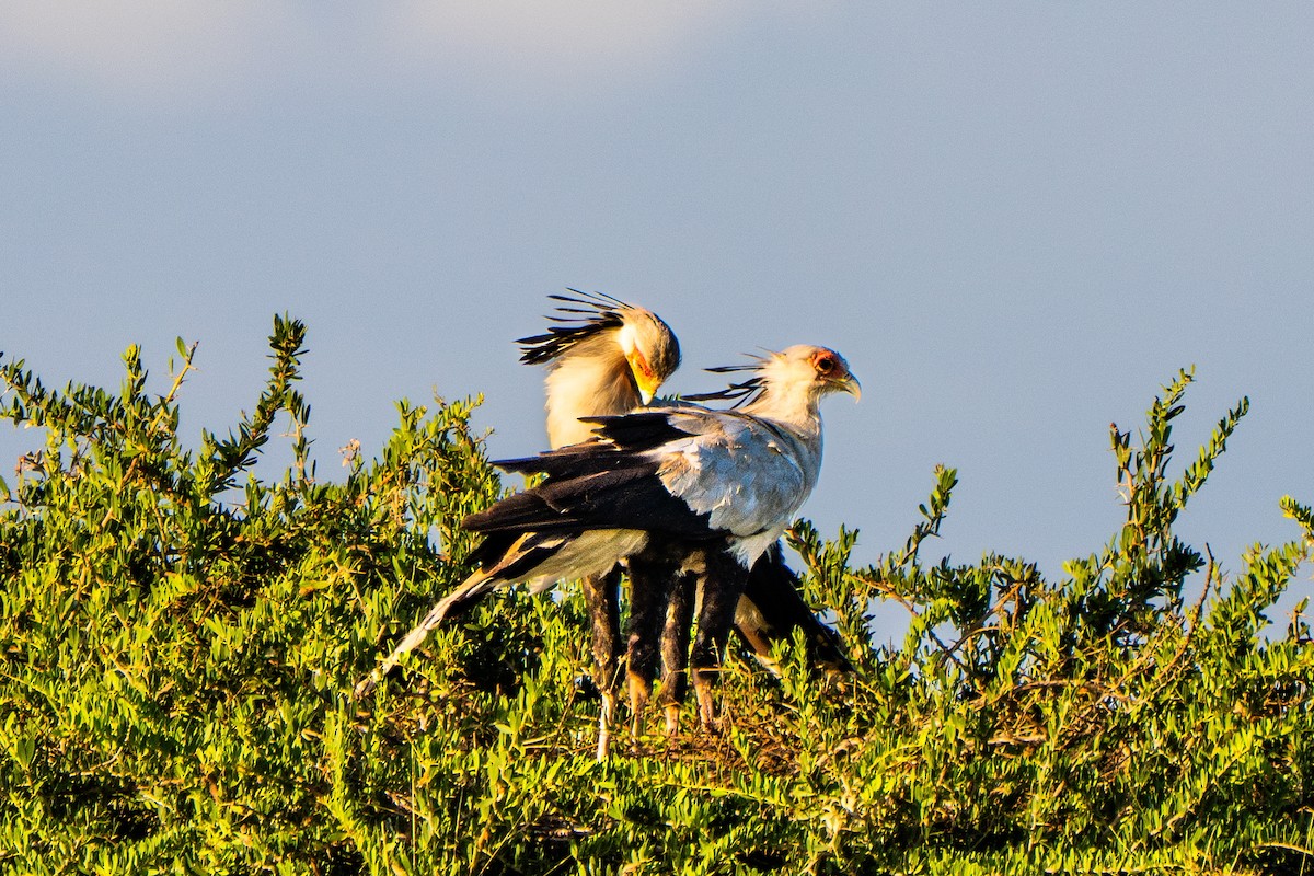 Secretarybird - ML628976656