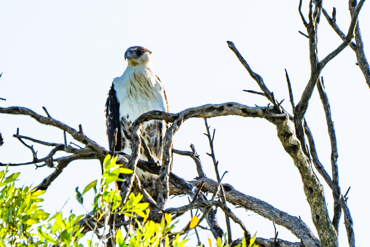 African Fish-Eagle - ML628976692