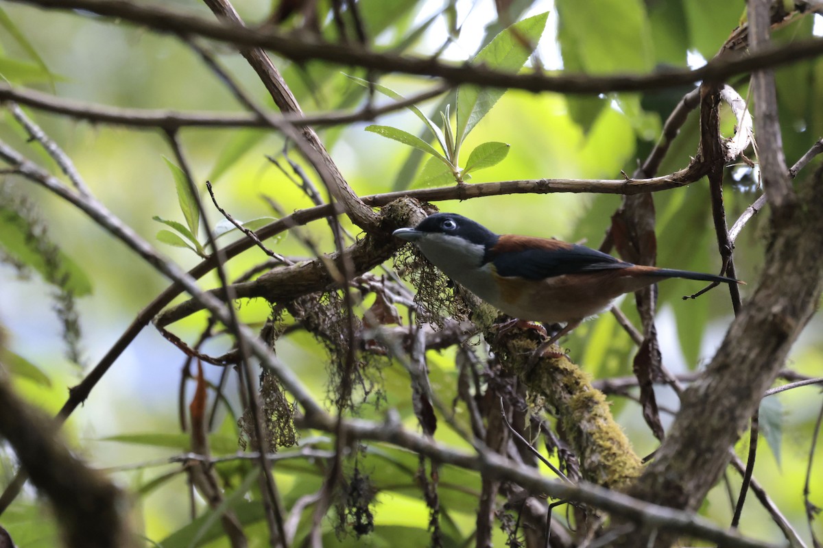 Black-headed Shrike-Babbler - ML628976697