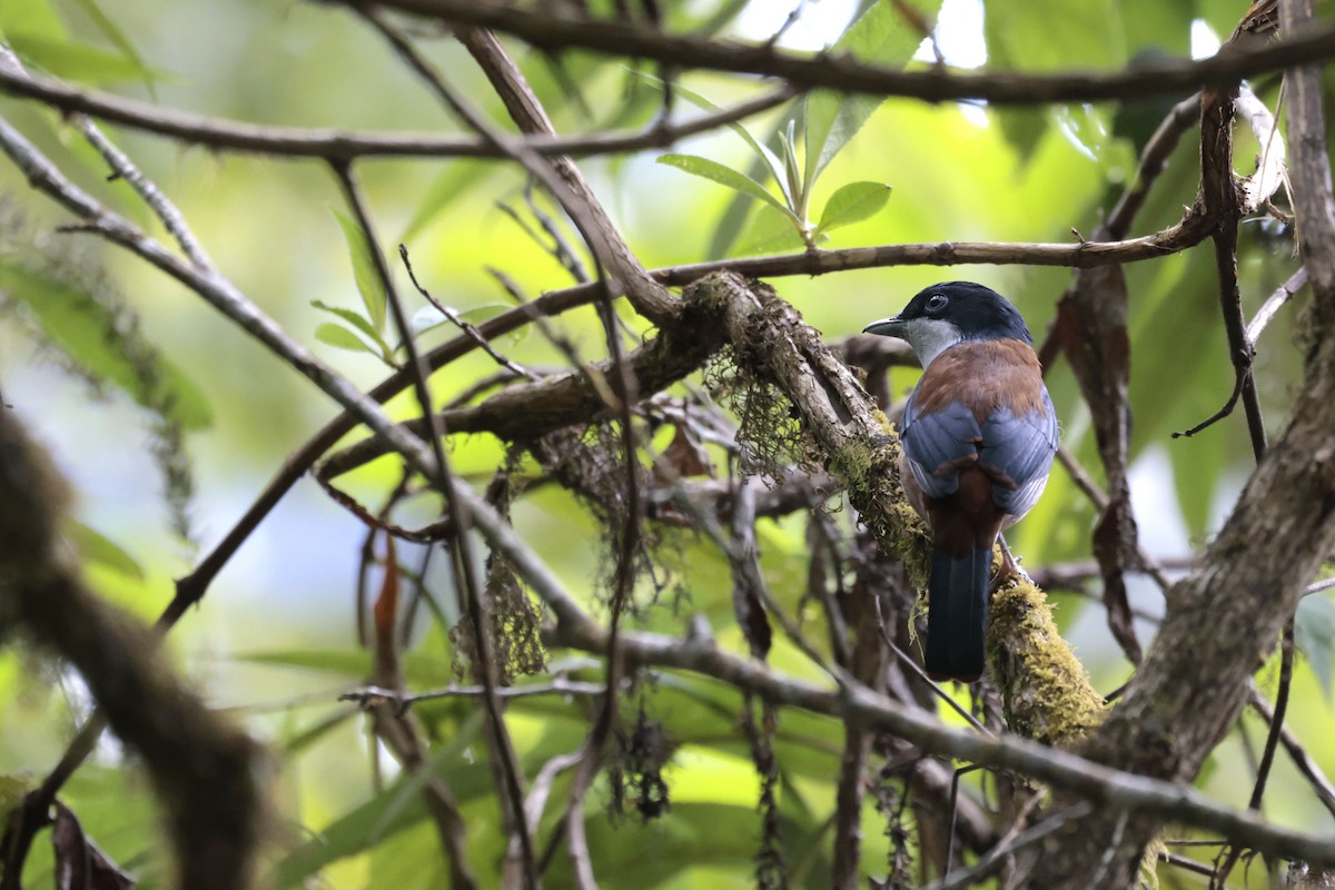 Black-headed Shrike-Babbler - ML628976698