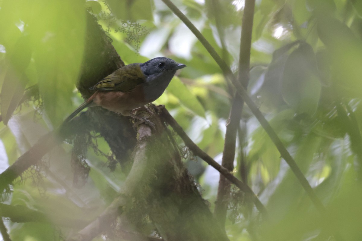 Black-headed Shrike-Babbler - ML628976699