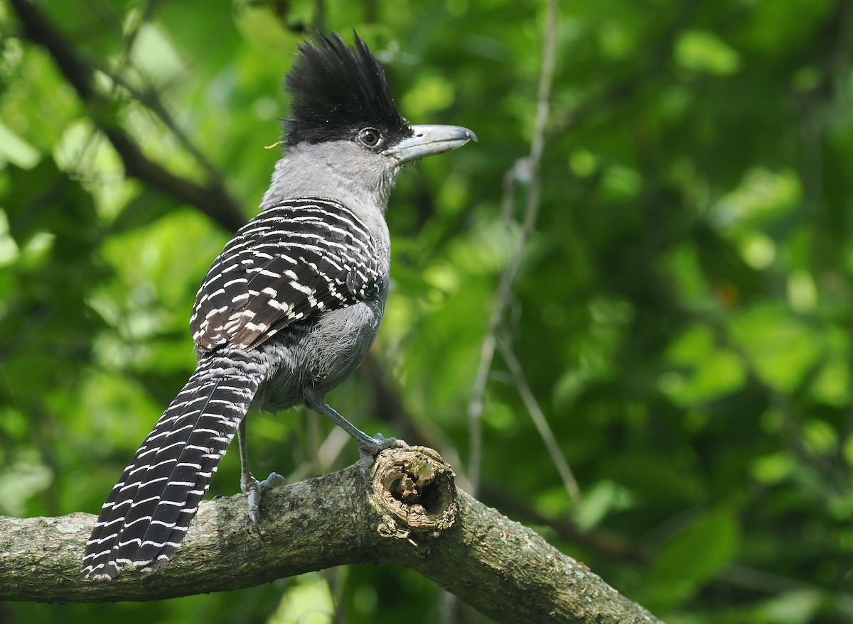 Giant Antshrike - ML628976728