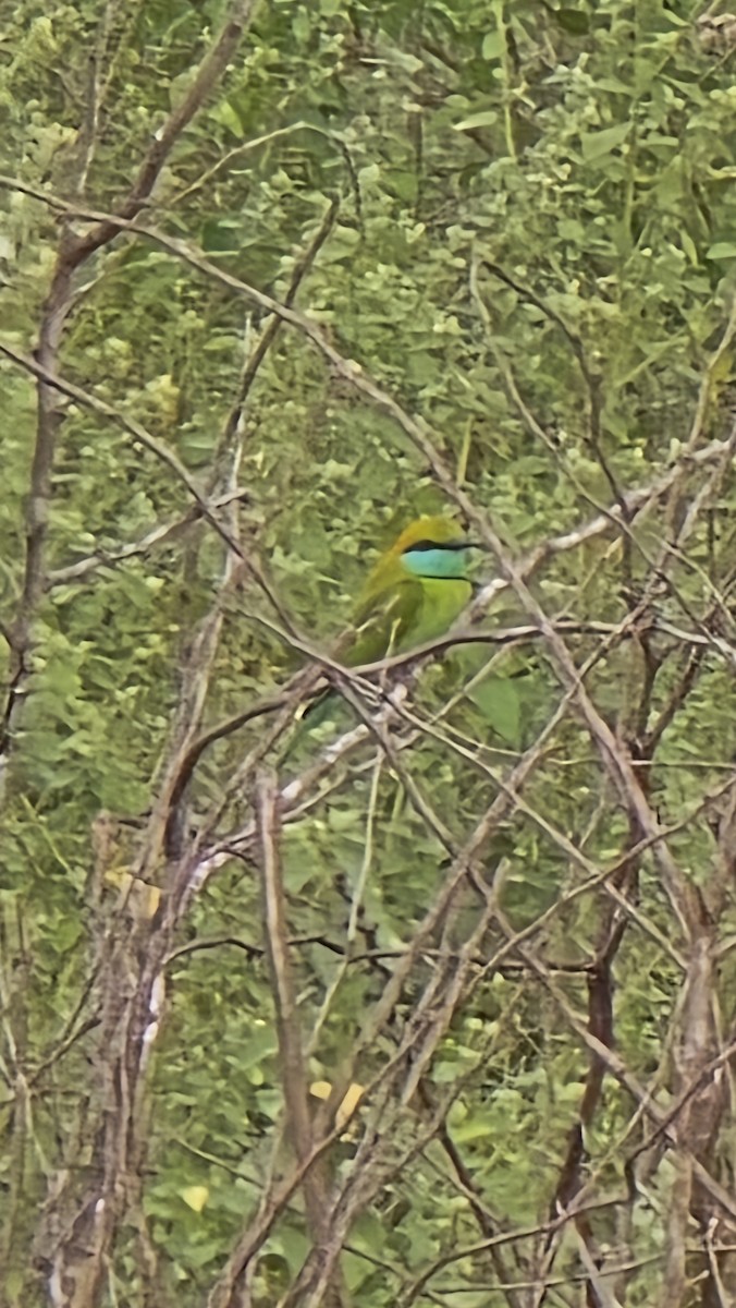 Asian Green Bee-eater - ML628976744