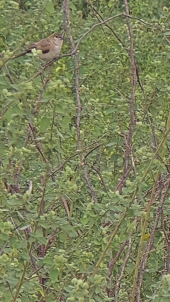 Indian Silverbill - ML628976796