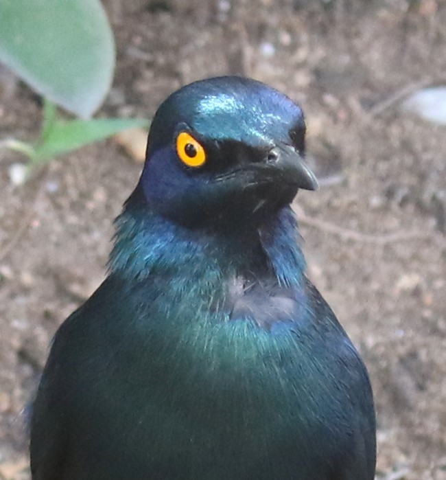 Greater Blue-eared Starling - ML628976838