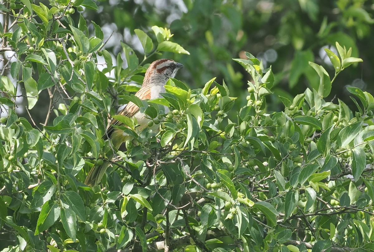 Yungas Sparrow - ML628976973