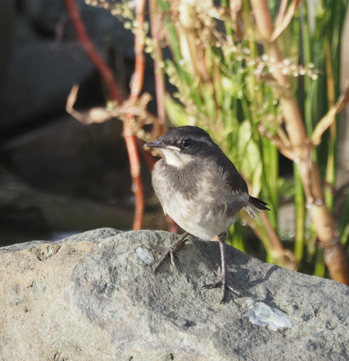 African Pied Wagtail - ML628976974
