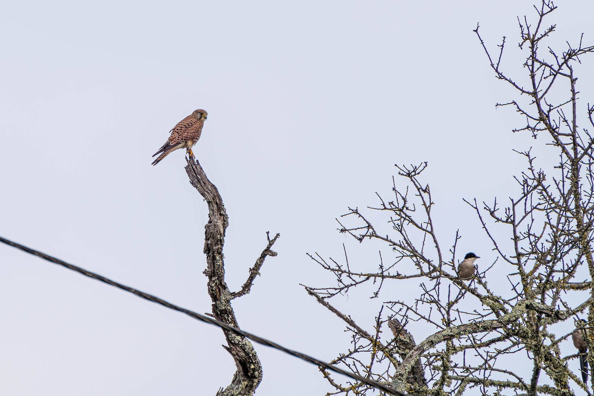 Eurasian Kestrel - ML628976989