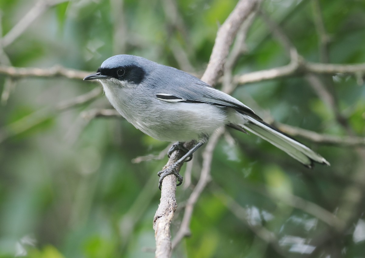 Masked Gnatcatcher - ML628977060