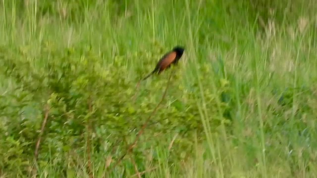 Black Coucal - ML628977091