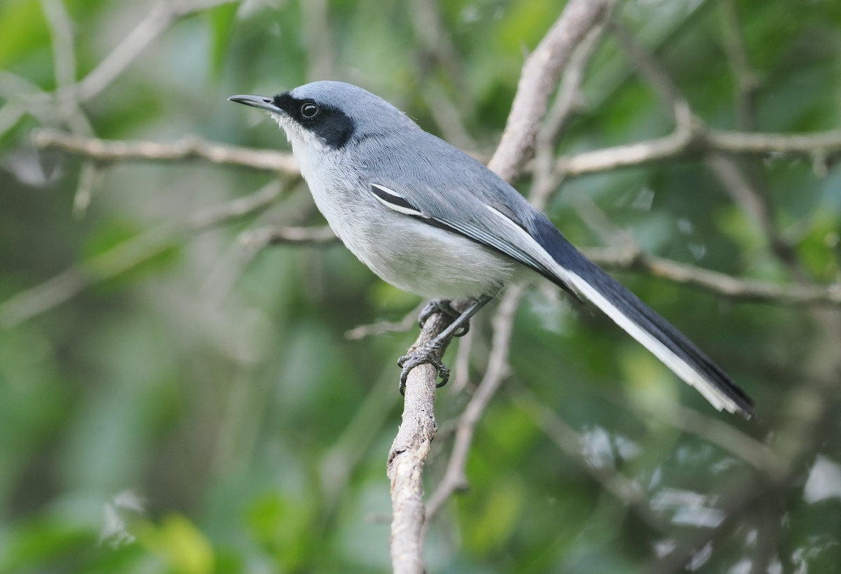 Masked Gnatcatcher - ML628977092