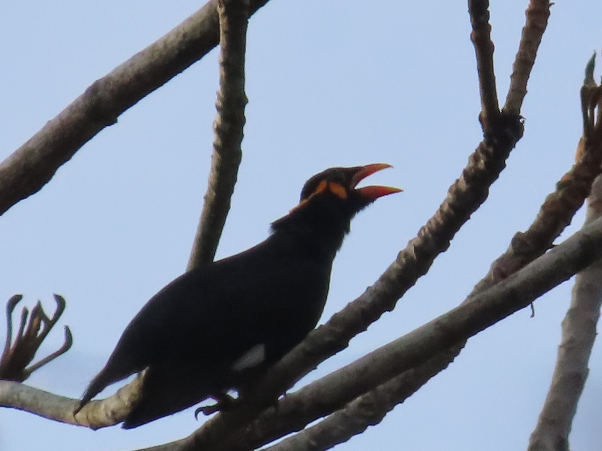 Common Hill Myna - ML628977116