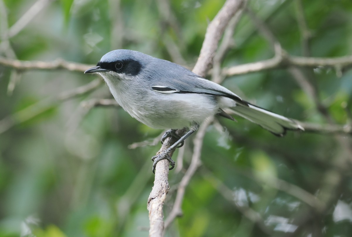 Masked Gnatcatcher - ML628977121