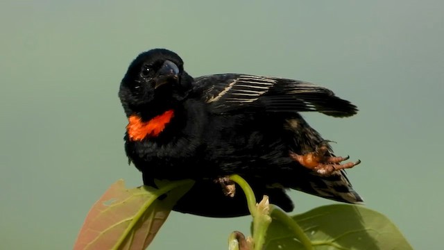 Red-collared Widowbird - ML628977124