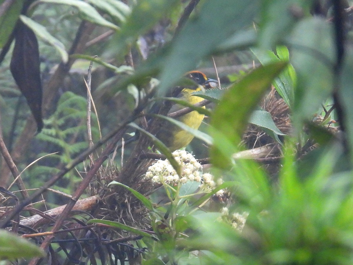 Bolivian Brushfinch - ML628977131