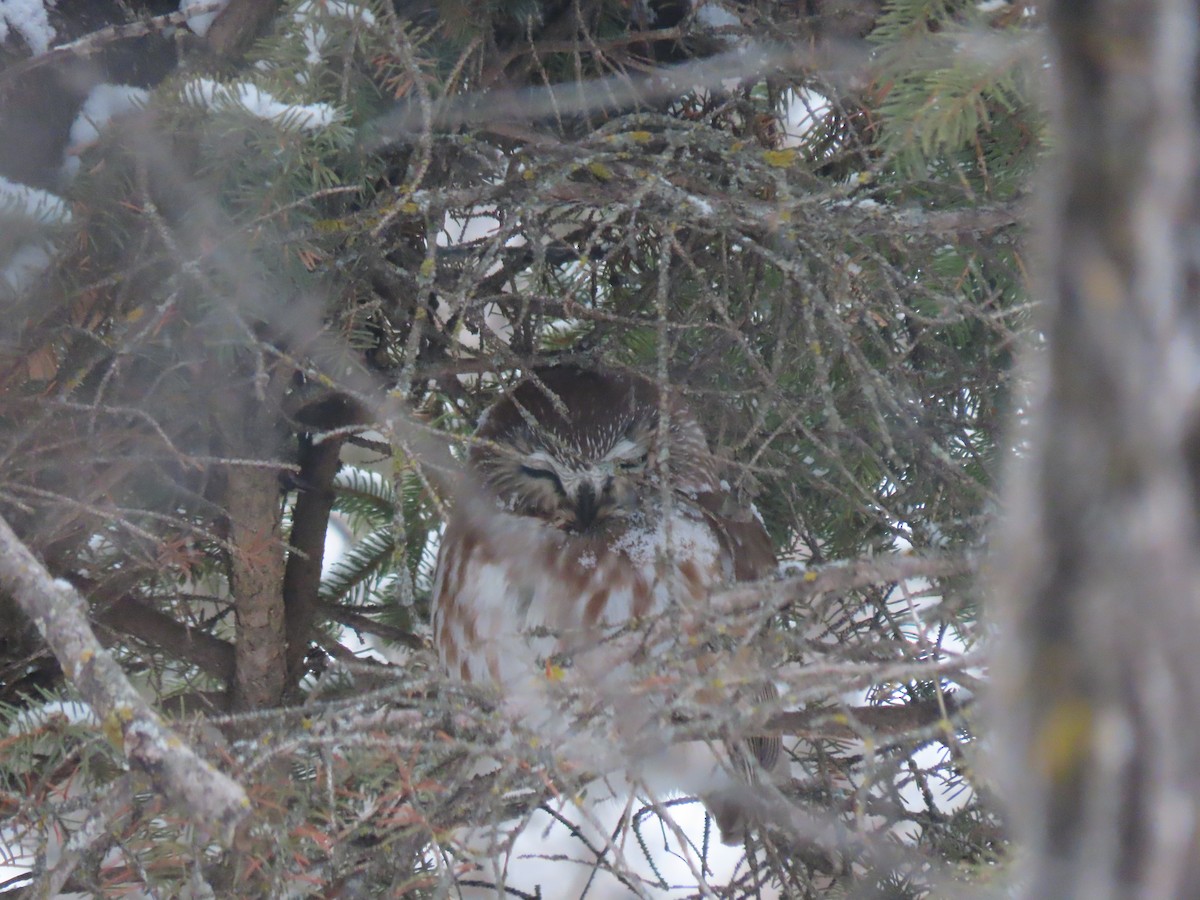 アメリカキンメフクロウ - ML628977133