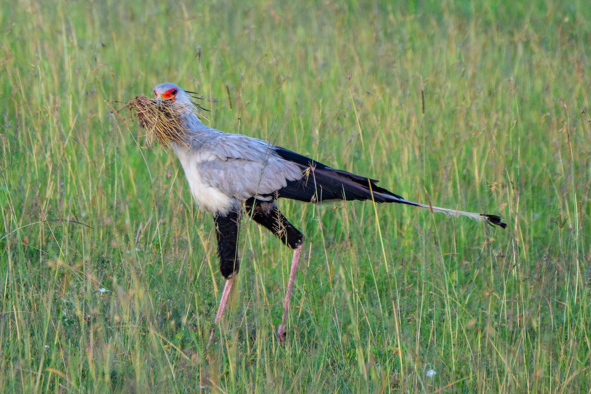 Secretarybird - ML628977182