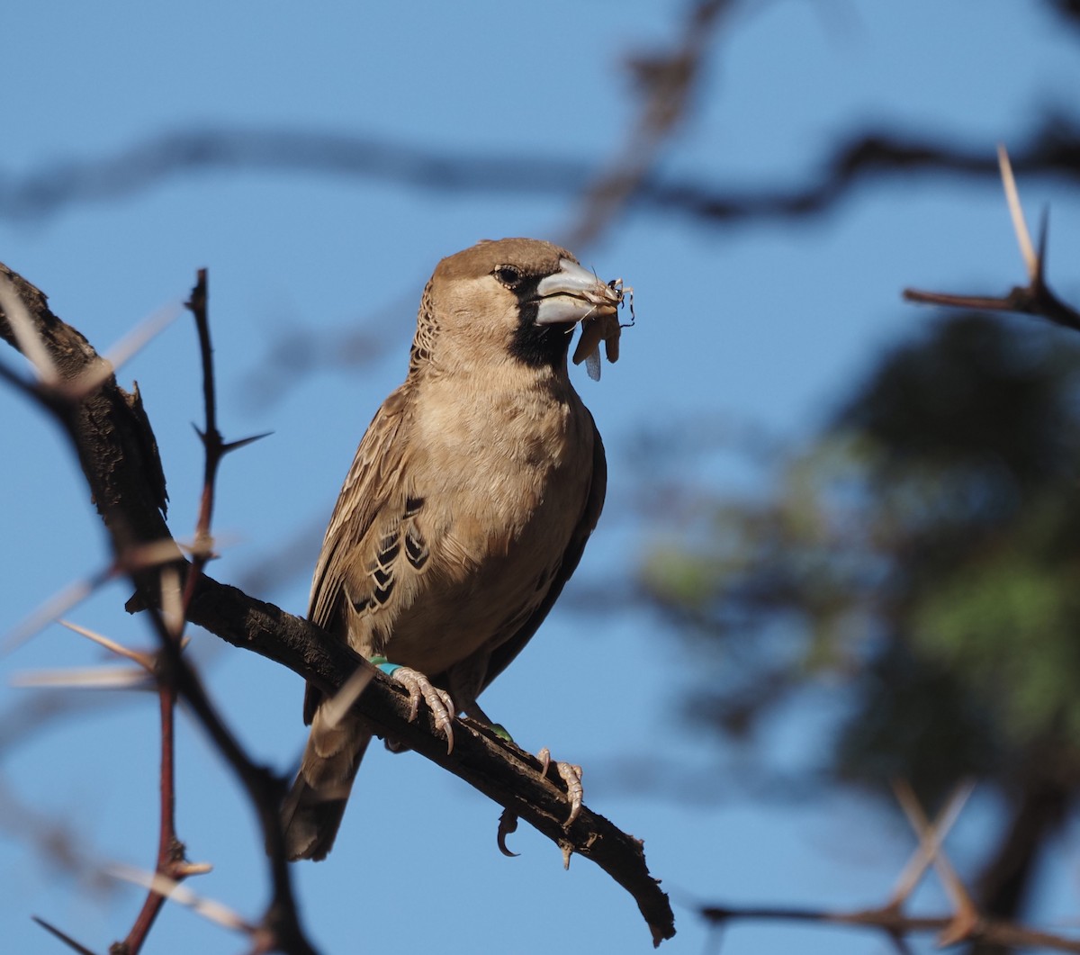 Sociable Weaver - ML628977183