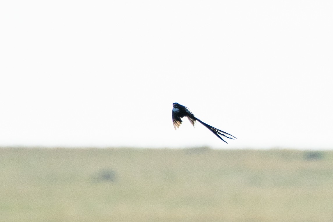 Pin-tailed Whydah - ML628977184