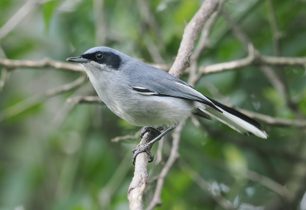 Masked Gnatcatcher - ML628977191