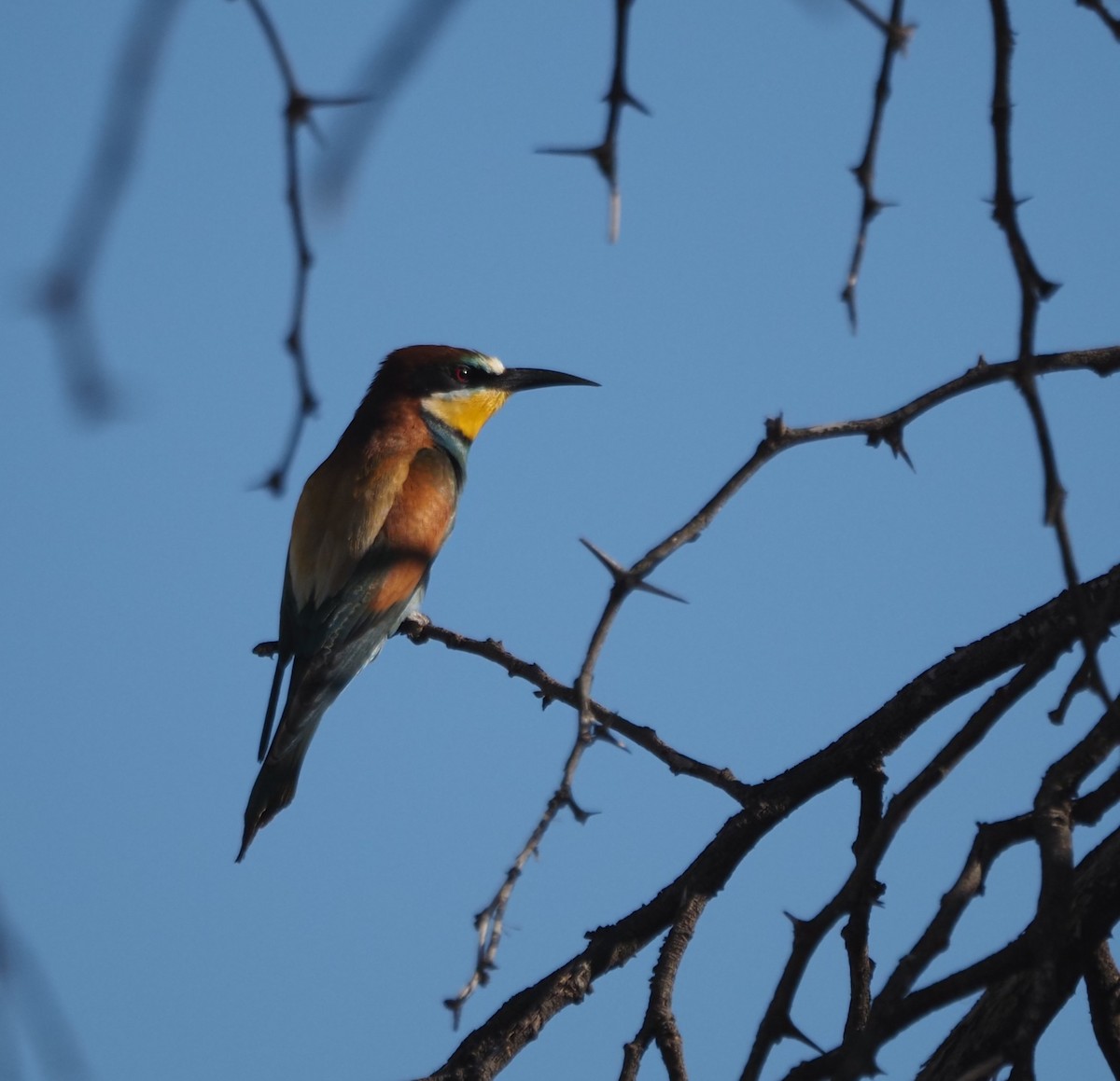 European Bee-eater - ML628977304