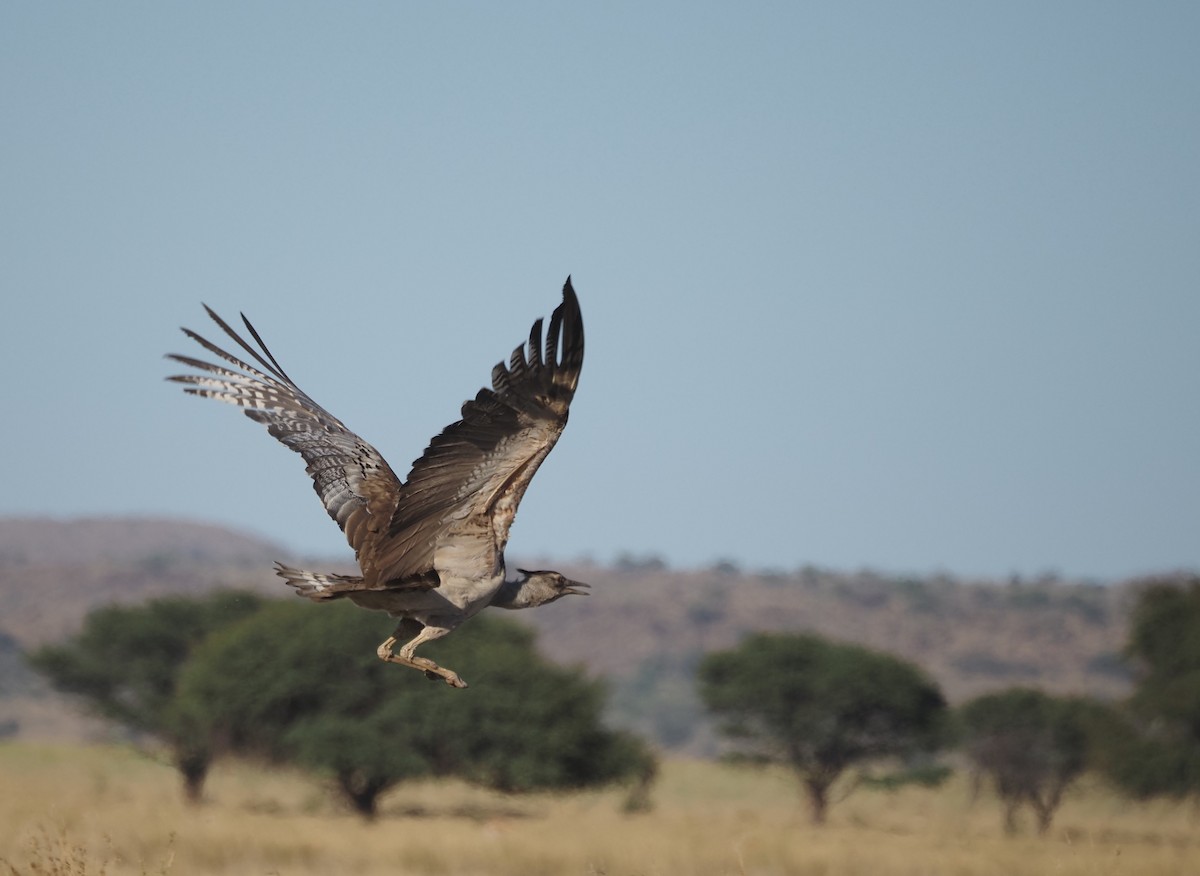 Kori Bustard - ML628977359