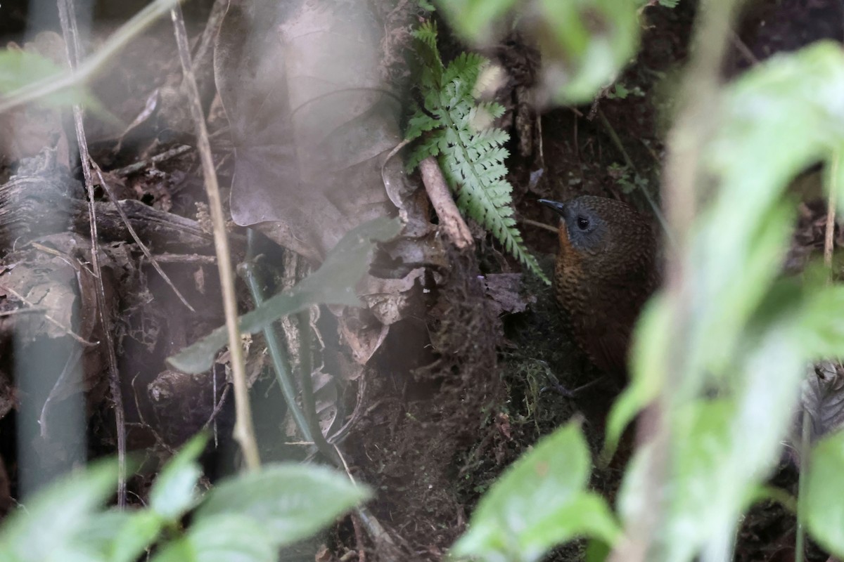 Rufous-throated Wren-Babbler - ML628977443