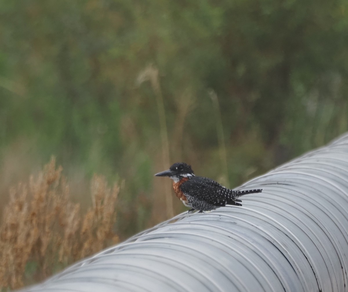 Giant Kingfisher - ML628977457