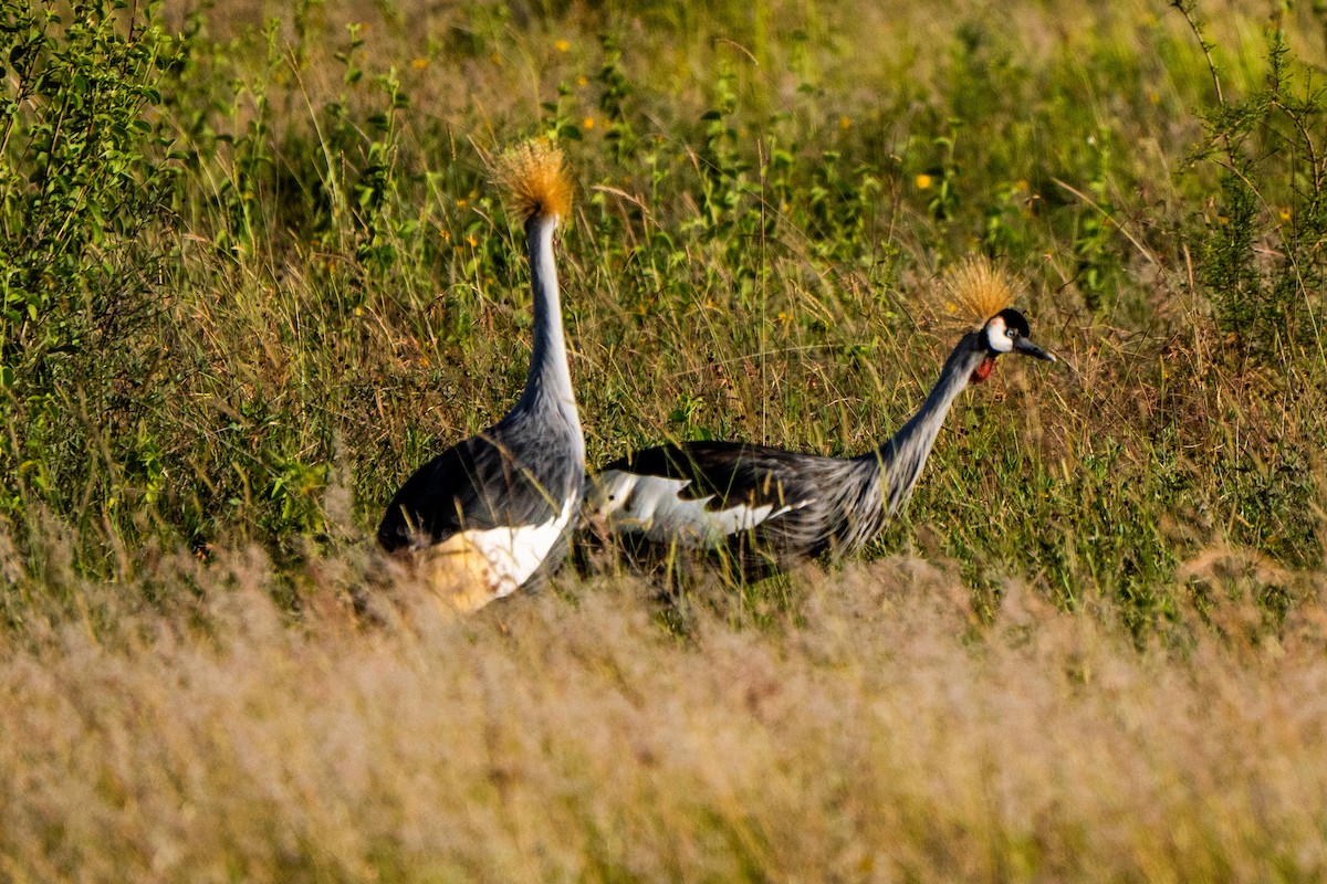 Gray Crowned-Crane - ML628977518