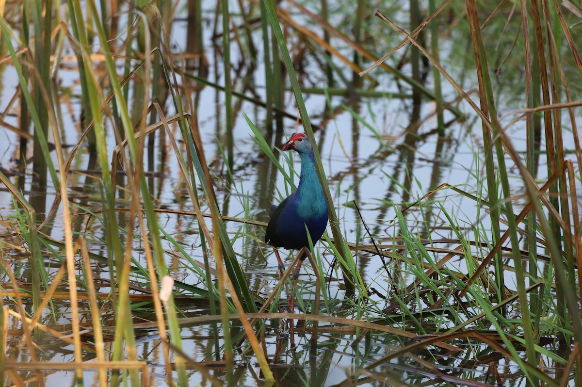 Gray-headed Swamphen - ML628977526