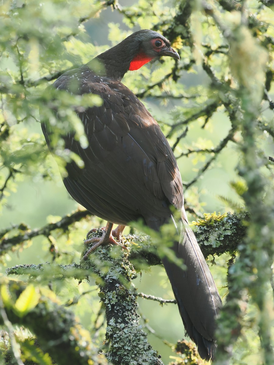 Red-faced Guan - ML628977535