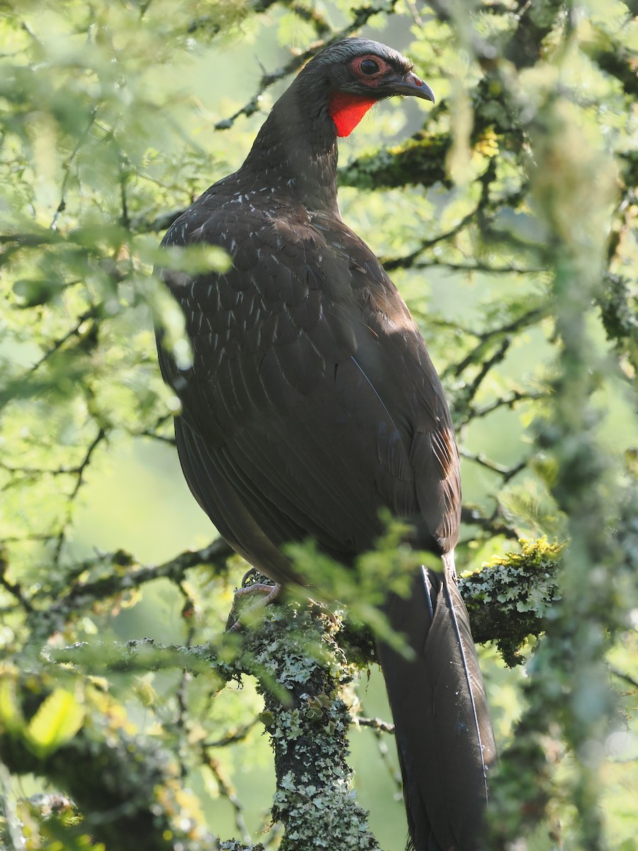 Red-faced Guan - ML628977543