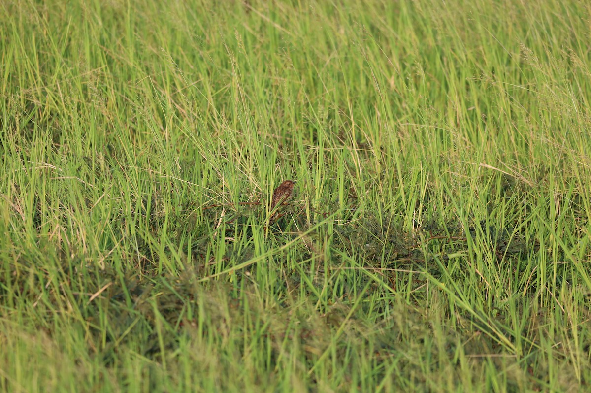Plaintive Cuckoo - ML628977591
