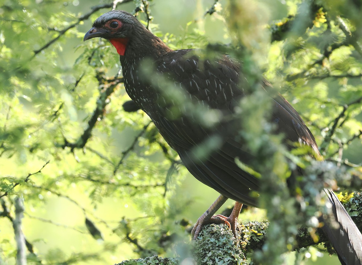 Red-faced Guan - ML628977631