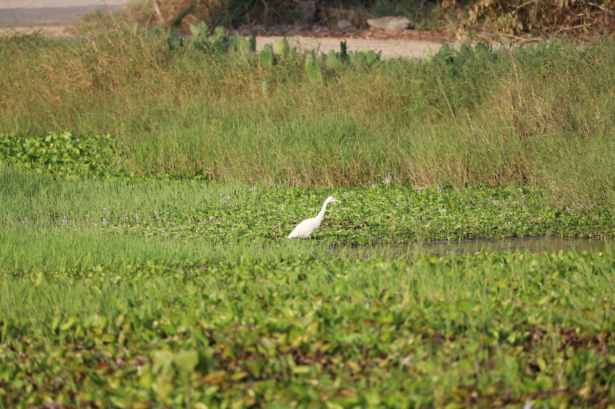 Medium Egret - ML628977640