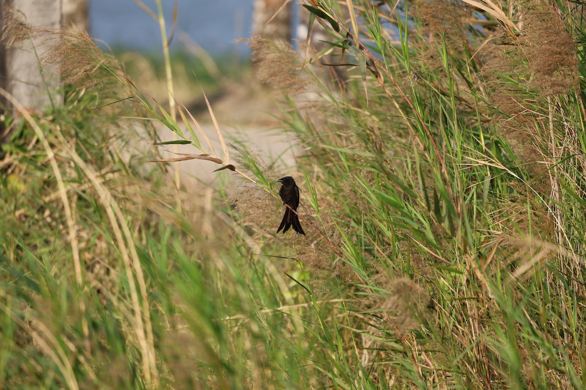 Black Drongo - ML628977653