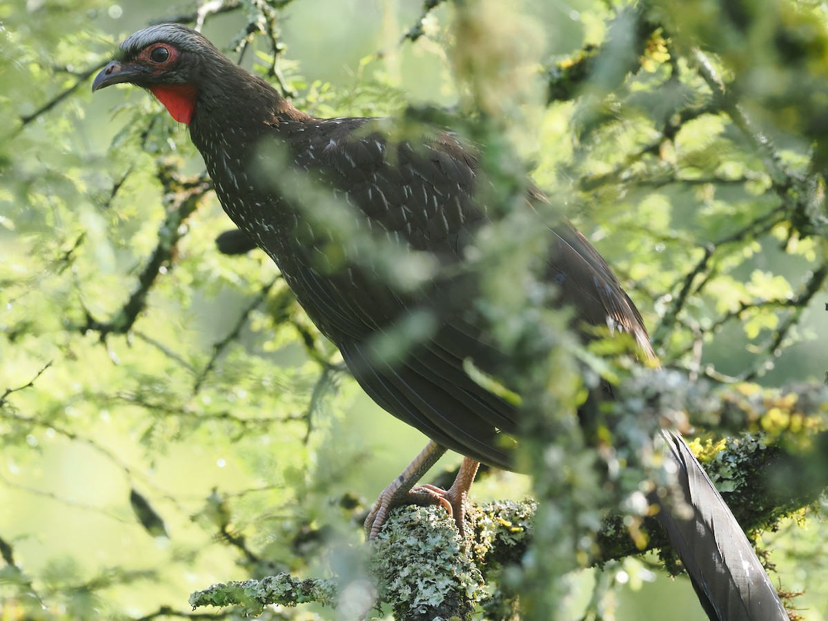 Red-faced Guan - ML628977655