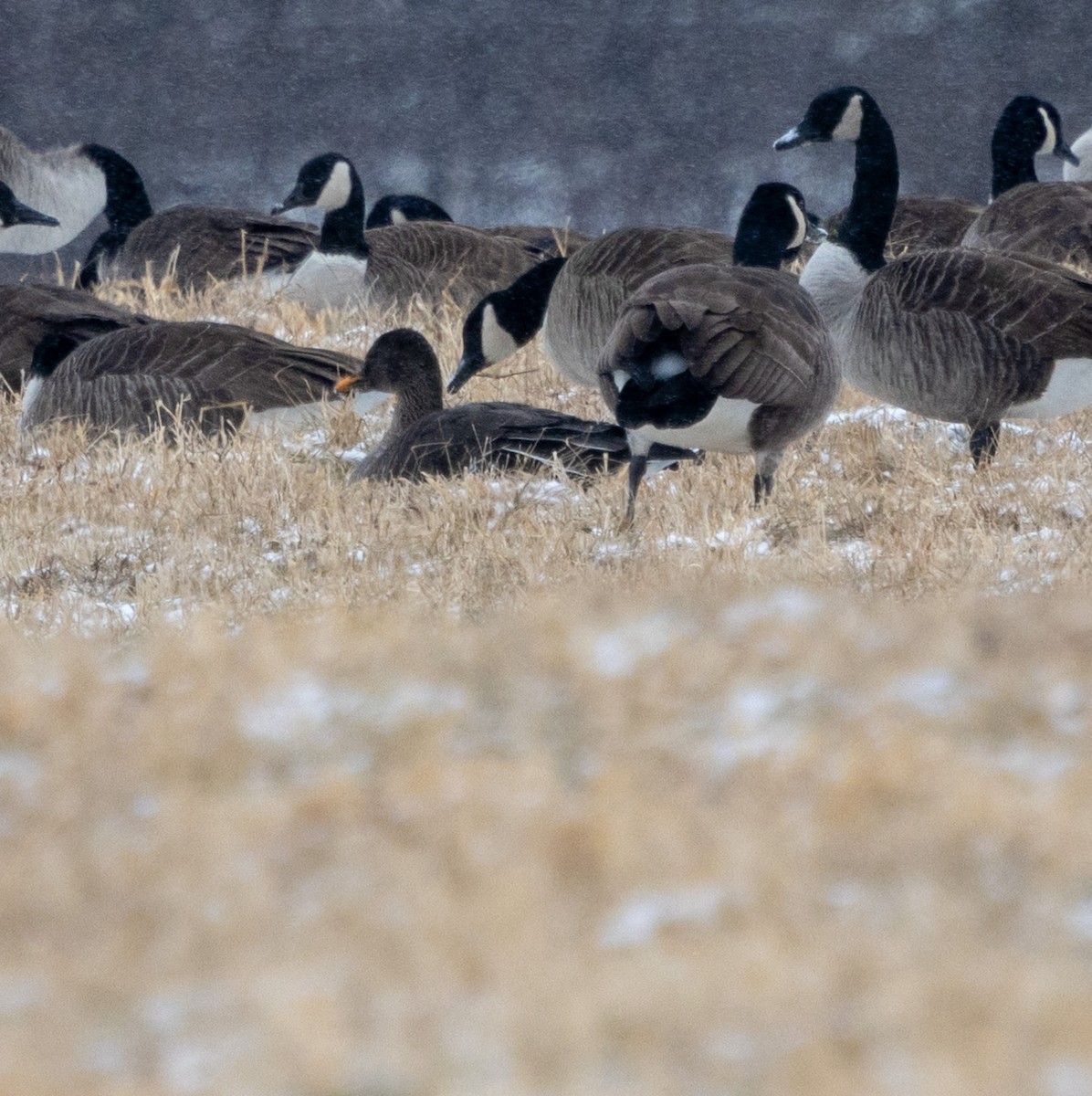 Taiga Bean-Goose - ML628977670